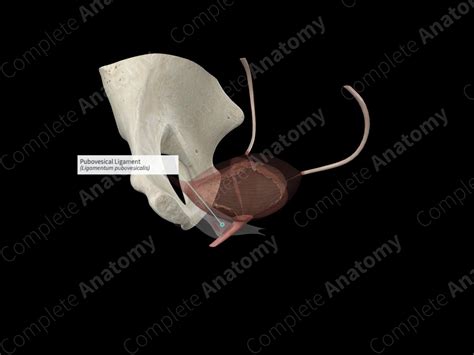 Pubovesical Ligament | Complete Anatomy