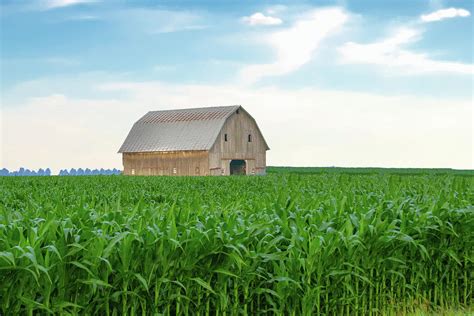 Corn Field with Old Weathered Barn- Tipton County, Indiana Photograph ...