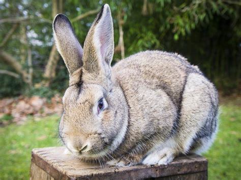 How the rabbit plague took over Australia | St George & Sutherland ...