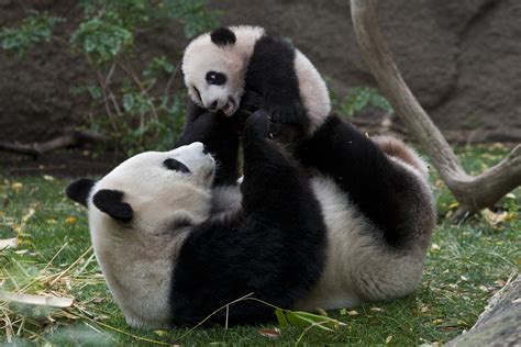 Cute Panda Bears - Animals Photo (34915018) - Fanpop