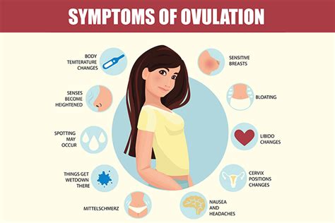 Signs And Symptoms Of Ovulation