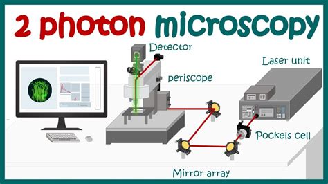 Two Photon microscope | Working principle of 2 photon microscope ...