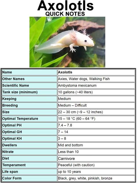 Quick Notes about Axolotls (Ambystoma mexicanum) water parameters ...