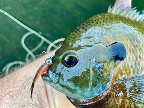 Baby Bluegill Streamers for Big Panfish! — Panfish On The Fly