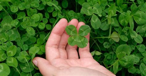 Clover weeds taking over your lawn?