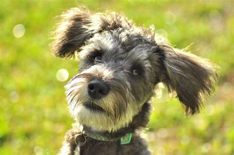 Schnoodle Dog: Temperament, Adoption, Lifespan, Puppies, Rescue