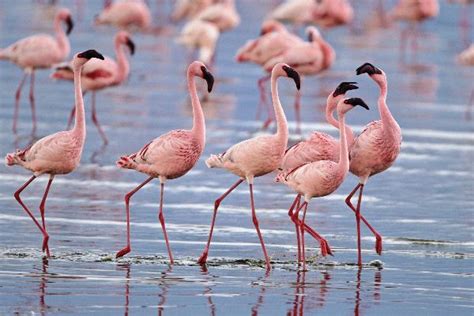 Lesser Flamingos In Lake Nakuru National Park Kenya - Flamingo Facts ...