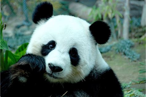 Are There Pandas In Japan? - Just About Japan