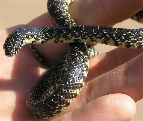 kingsnake.com photo gallery > Kingsnakes > 1 of 2 Black Kingsnake ...