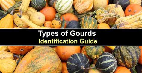 Types of Gourds With Pictures and Identification Chart