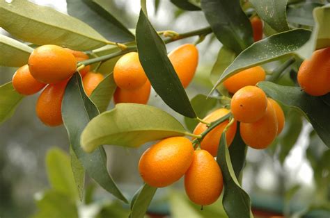 Kumquat Tree Info – How To Care For Kumquat Trees