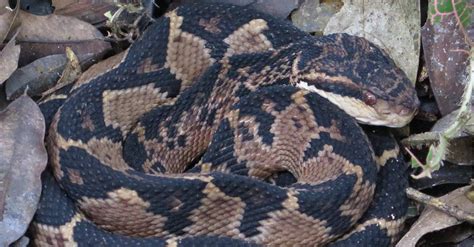 Bushmaster Snake - A-Z Animals