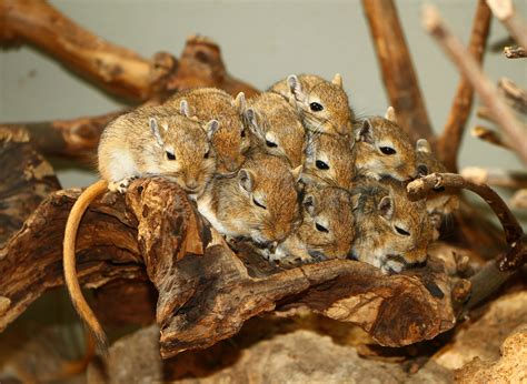 Mongolian Gerbil: Profile, Traits, Facts, Colors, Lifespan, Range ...