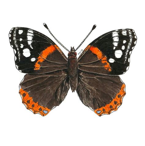 Red admiral butterfly Painting by Katerina Kirilova | Saatchi Art