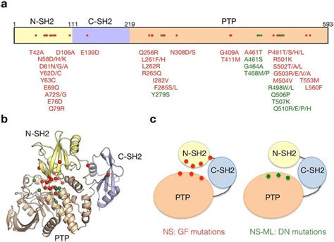 Locational distribution of mutation sites on PTPN11 protein. (a) The ...