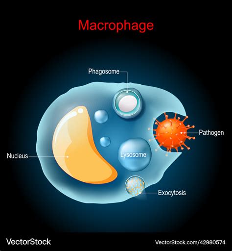 Phagocytosis macrophage anatomy cell structure Vector Image