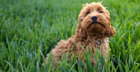 Cockapoo Dog Breed Guide (Lifespan, Size & Characteristics)