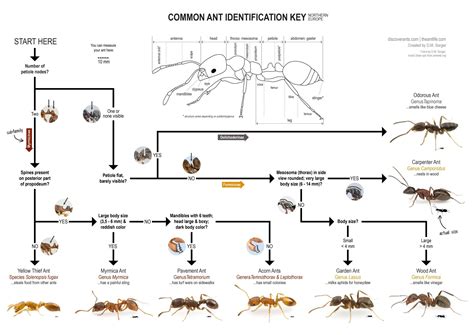 termite life cycle diagram - Magnolia Estrella