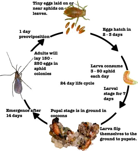 How to Control Aphids – Full Circle Farm