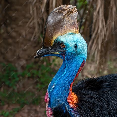 Premium Photo | Southern cassowary, casuarius casuarius