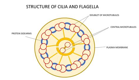 Diagram the structure of eukaryotic cilia and flagella. Desc | Quizlet