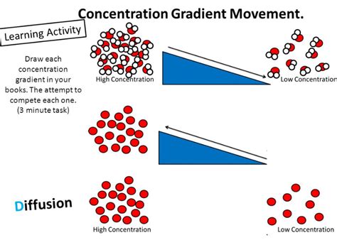 Concentration Gradient Biology