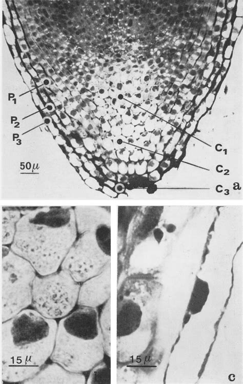 a.-The position of columella cells and peripheral cells at different ...