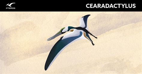 Cearadactylus - Pteros