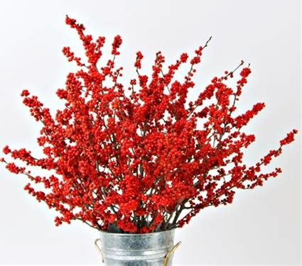 Ilex Berries - Misc Flowers - Flowers and Fillers - Flowers by category ...