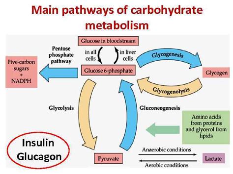 CARBOHYDRATE METABOLISM Main pathways of carbohydrate metabolism