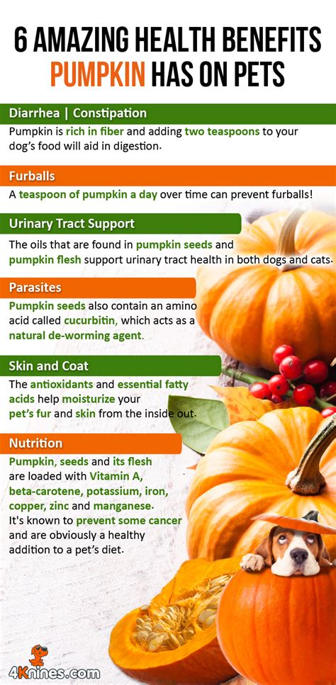 Pumpkin Health Benefits For Dogs | The Cake Boutique