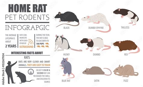 Rat breeds infographic template, icon set flat style isolated. Pet ...