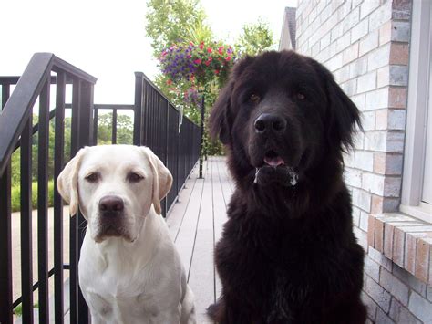 Newfoundland dog, Labrador dog, Dogs