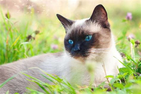 Do hypoallergenic cat breeds exist? Best cat breeds for allergy ...