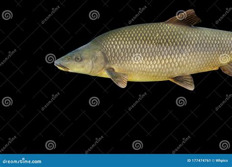 Iberian Barbel Head Luciobarbus Comizo, A Freshwater Fish Endemic To ...