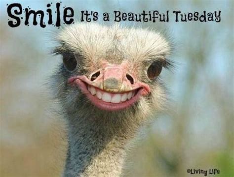 Tuesday Memes - Funny Happy Tuesday Pictures