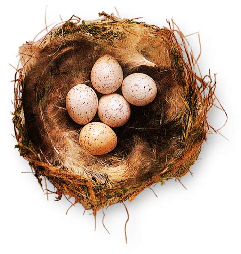 Bird Nests | How do Birds Make Nests | DK Find Out