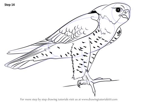 Learn How to Draw a Peregrine Falcon (Bird of prey) Step by Step ...