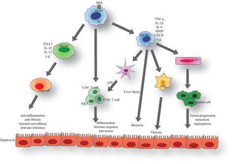 Kupffer Cells Diagram