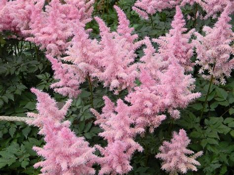 8 Perennial Flowers For Summer Long Blooms In Shade - gardenpicsandtips.com