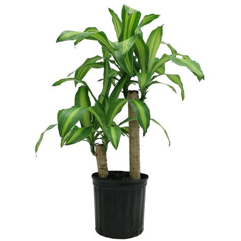 Delray Plants Mass Cane in 8-3/4 in. Pot-10MC2 - The Home Depot