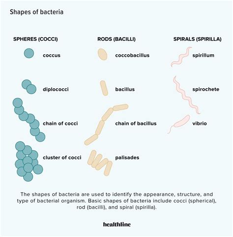 What Is Bacteria? Good vs. Bad, Benefits, and Common Types