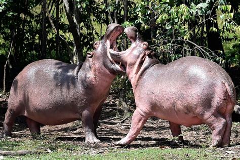 Pablo Escobar’s ‘Cocaine Hippos’ Could Be a Bigger Problem Than Expected