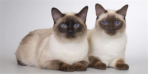 Thai Cat (Old-Style Siamese) Cat Breed: Size, Appearance & Personality