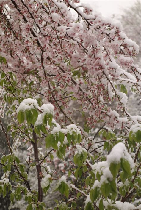 Sakura and Snow | mulimo | Flickr