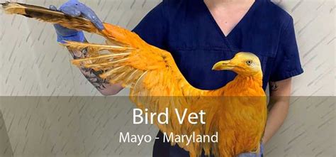 Bird Vet Mayo - Emergency Exotic Avian Vet Near Me