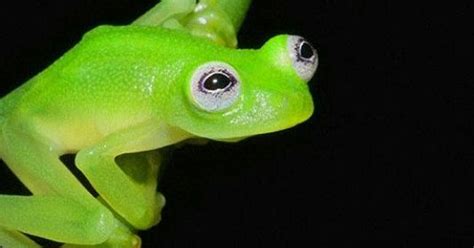 Kermit? New species of glass frog found