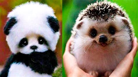 Really Cute Baby Animals