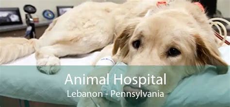 Animal Hospital Lebanon - Small, Affordable, And Emergency Animal Hospital