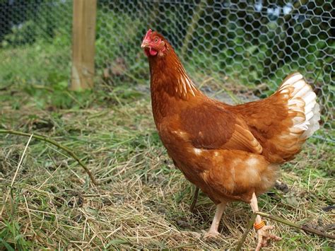 Cara Beternak Ayam Petelur Supaya Cepat Bertelur Dan Produktif - Jadi ...